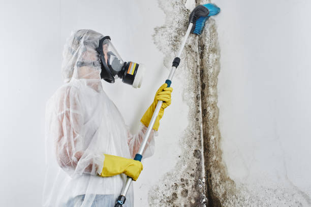 Professional Mold Removal in Sugar Grove, IL