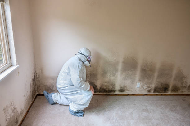 Best Attic Mold Removal  in Sugar Grove, IL