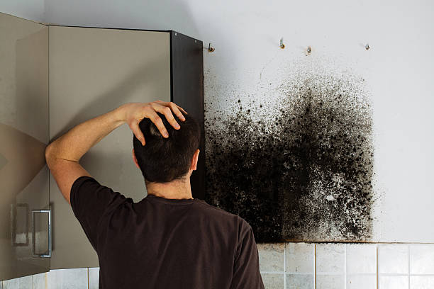 Best Toxic Mold Removal  in Sugar Grove, IL