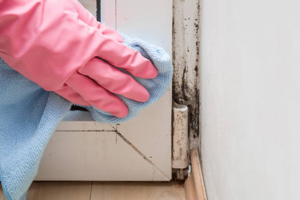 Best Black Mold Removal  in Sugar Grove, IL